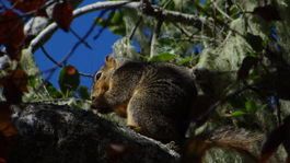Monterey Squirrel
